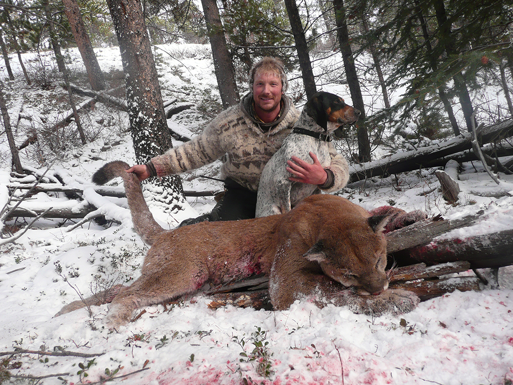 Canada BRITISH COLUMBIA Cougar, linx, Bobcat